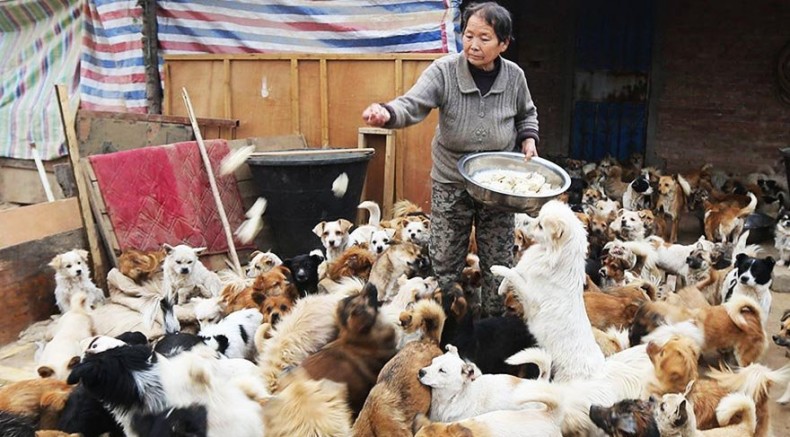 1300 köpeğe gönüllü bakıyorlar