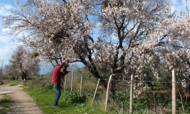 Burhaniye’de Mevsimler Şaştı: Badem Ağaçları Kış Ortasında Çiçek Açtı