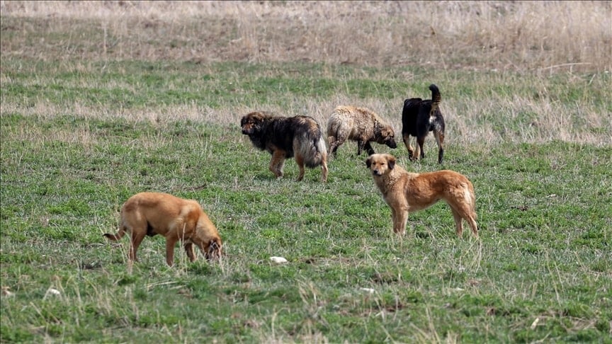 Sokak Köpekleri İçin Yeni Düzenleme: Toplatmayan Belediyelere Ağır Ceza!