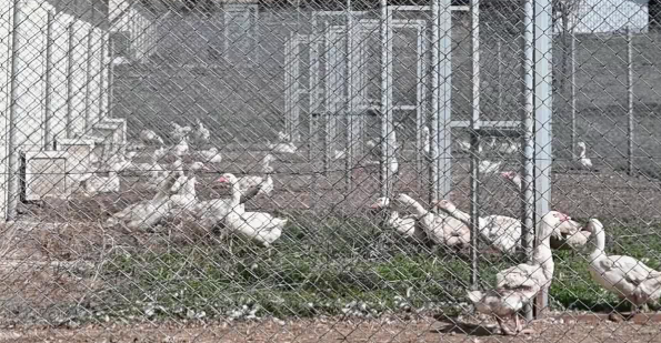 Yozgat Bozok Üniversitesi, Yerli Kazların Islahı İçin TÜBİTAK’tan Destek Aldı