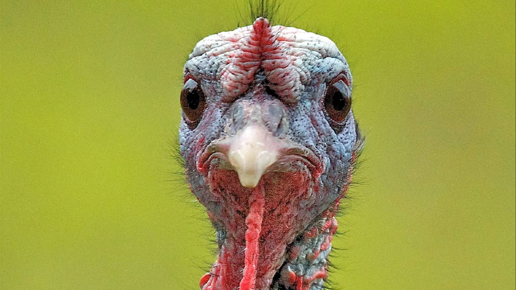 Yozgat’ta Hindi Yetiştiriciliği Yeniden Canlanıyor!