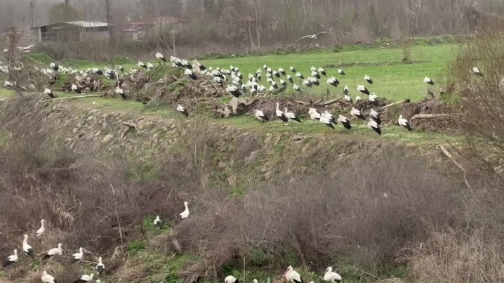 Leylekler Bilecik’te Baharı Müjdeliyor: Karasu Ovası’nda Görsel Şölen