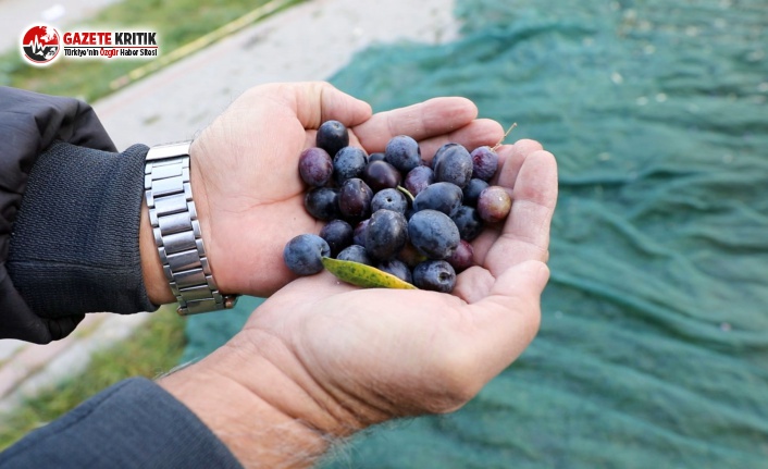 'Topraktan Halka Zeytinyağı' Bu Yılda Sofralarda