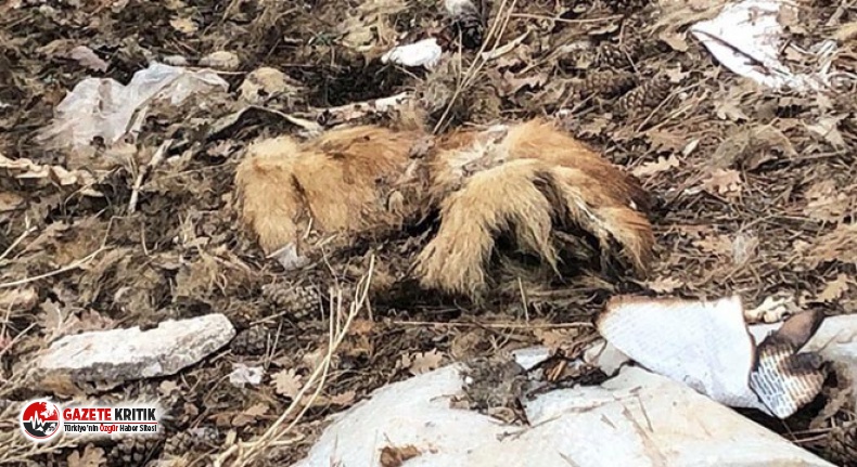 Çöplükte parçalanmış 20 köpek ölüsü bulundu!