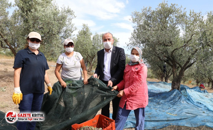 ''Topraktan Halka Zeytinyağı''nda Hasat Başladı