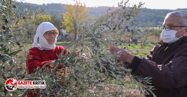 Buca’da “burs hasadı” başladı