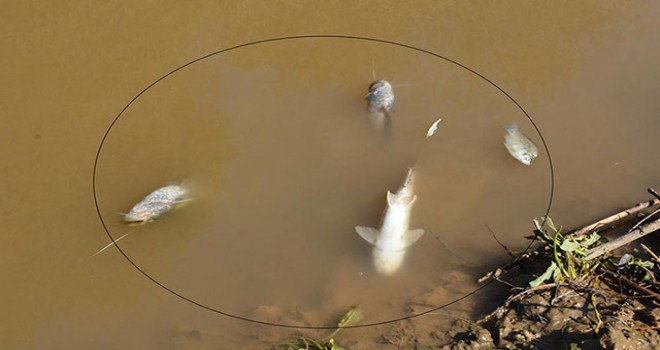 Gediz Nehri'nde toplu balık ölümü