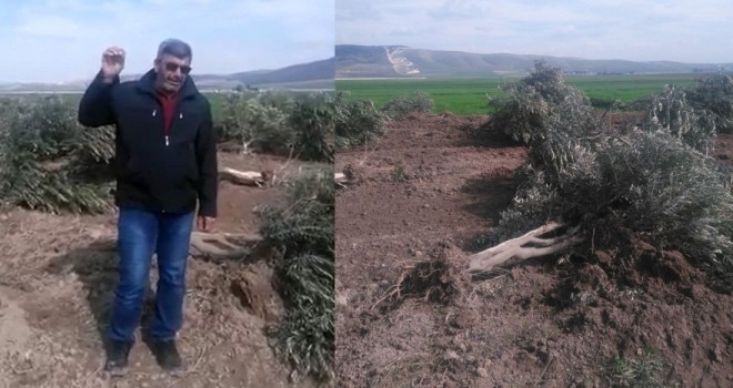 Hatay'da zeytin ağaçları sökülüyor