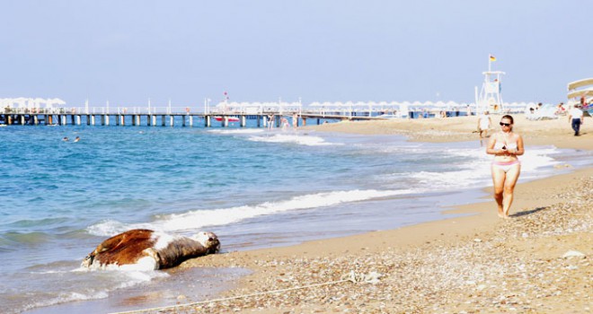 Antalya'da inek ölüsü sahile vurdu