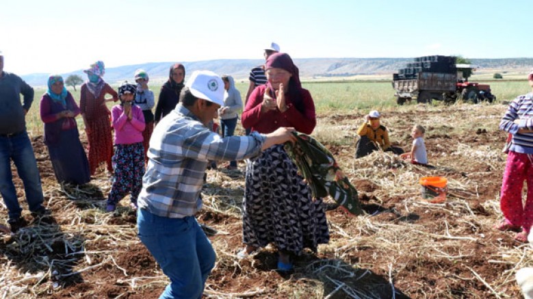 Beyaz altın hasadı başladı