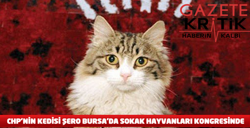 CHP'NİN KEDİSİ ŞERO BURSA'DA SOKAK HAYVANLARI KONGRESİNDE