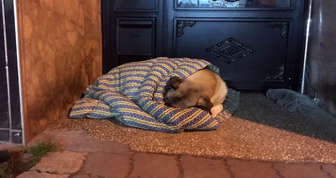 Taksiciler, sokak köpeğini battaniye ile ısıttı